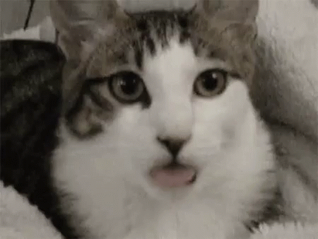 Cat Lick GIF - Cat Lick - Discover & Share GIFs