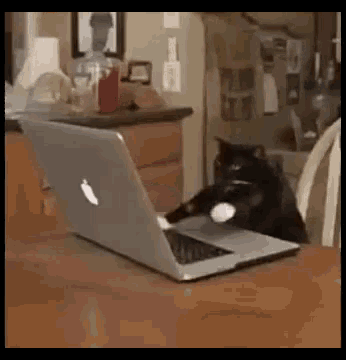 Cat Typing On Laptop Gif - Best Image About Laptop Mountainviewtrust.Com