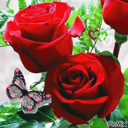 red roses gif red