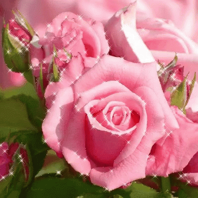 Pink Rose Flower GIF - PinkRose Flower Love - Discover & Share GIFs