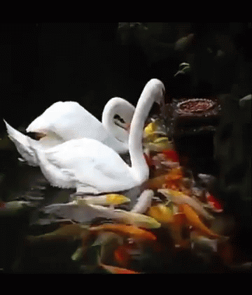 Swan Koi GIF - Swan Koi - Discover & Share GIFs