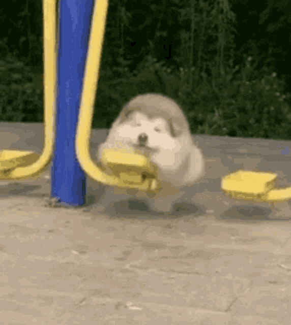 Swing Puppy GIF Swing Puppy Cute Discover & Share GIFs