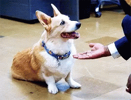 fallece cheddar brooklyn nine-nine