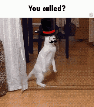 tenor.gif?itemid=4815825