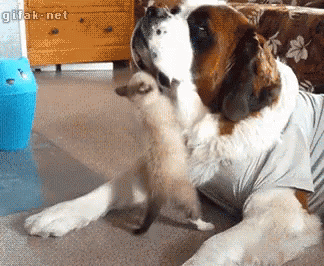 Dog Cat GIF - Dog Cat Annoyed - Discover & Share GIFs