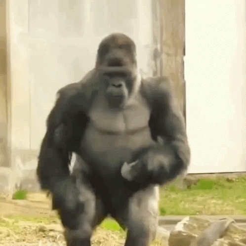 angry gorilla noises