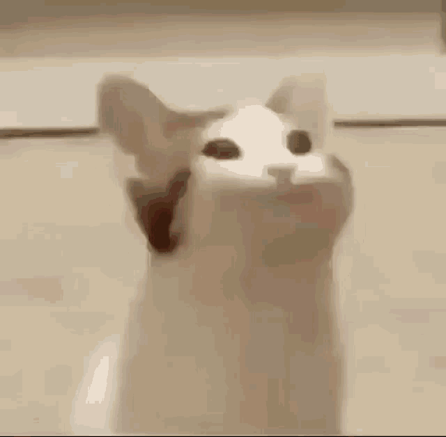 Big Mouth Cat GIF BigMouthCat Discover & Share GIFs