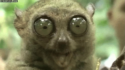 Big Eyes GIF - Tarsier BigEyes Lemur GIFs