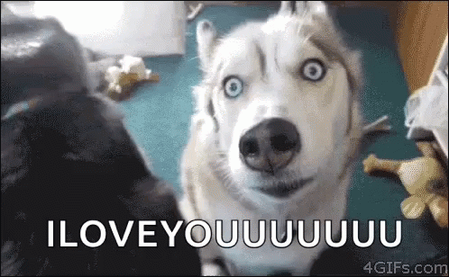 I Love You Too Funny Gifs Tenor I Love You Too Funny Gifs Tenor