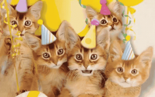Happy Birthday Cat GIF - HappyBirthday Cat Kittens - Discover & Share GIFs