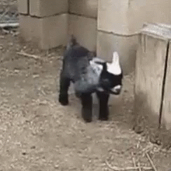 Baby Goat GIF - Baby Goat Falls GIFs