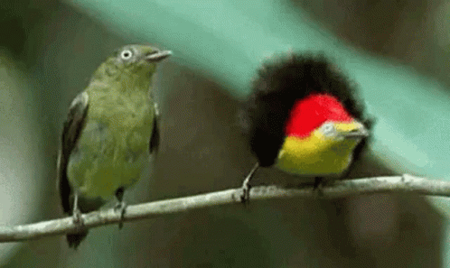Birds Dancing GIF - Birds Bird Dancing - Discover & Share GIFs