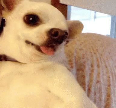 Chihuahua Angry Gif Chihuahua Angry Vicious Discover Share Gifs Chihuahua Angry Gif Chihuahua Angry Vicious Discover Share Gifs