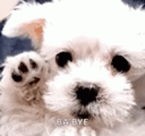 Good Bye Dog GIF - GoodBye Bye Dog - Discover & Share GIFs