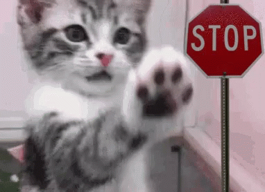 Stop Funny Animal GIF - Stop FunnyAnimal Cat - Discover & Share GIFs