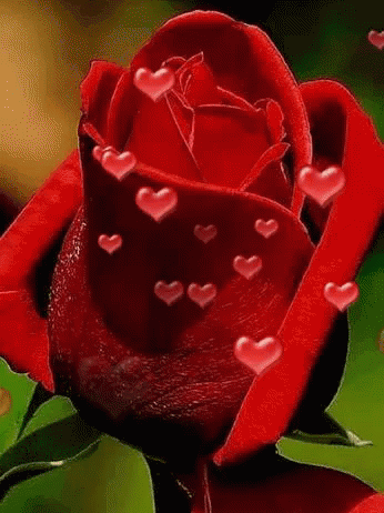 Love Rose GIF - Love Rose Hearts - Discover & Share GIFs
