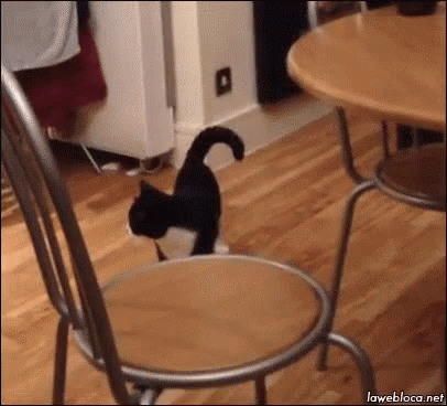 kitty jump up gif kitty jump up gif