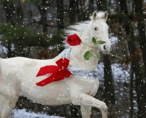 christmas horse gif christmas horse discover share gifs