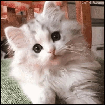  Cat  Cute  GIF  Cat  Cute  Animals Discover Share GIFs 