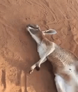 おはよう Gif Goodmorning Morning Getup Descubre Comparte Gifs おはよう Gif Goodmorning Morning Getup Descubre Comparte Gifs