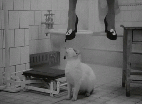 Cat Dead GIF - Cat Dead Suicide - Discover &amp; Share GIFs