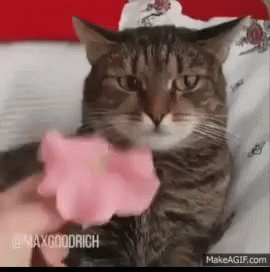realization gifs tenor