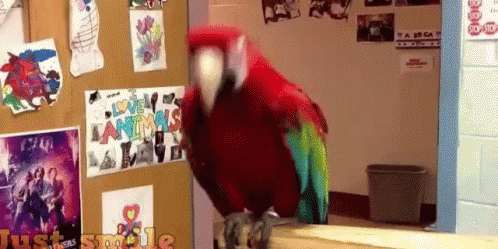 parrot saying rockstar gif