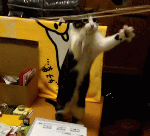 how to keep your cat busy
