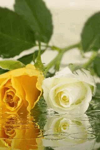 Flower Rose GIF - Flower Rose Yellow - Discover & Share GIFs