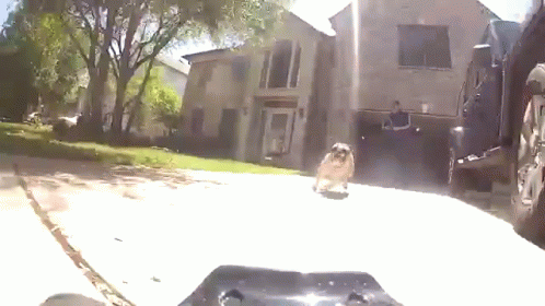 rc car for dog to chase