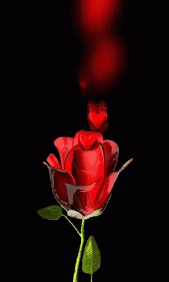 Roses Flower GIF - Roses Rose Flower - Discover & Share GIFs