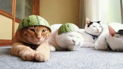 cats watermelon gif cats
