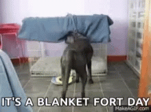Image result for blanket fort gif