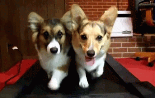 dog gym buddies