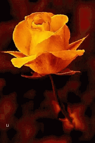 Rose Orange GIF - Rose Orange Flower - Discover & Share GIFs