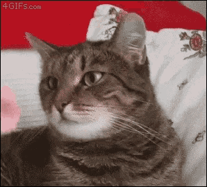 How to Make a Bow with Ribbon for Hair | Cat Breaks When Human Puts Flower on Her Head