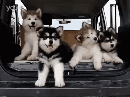 Huskies Puppy GIF - Huskies Puppy CuteHuskyPuppy GIFs