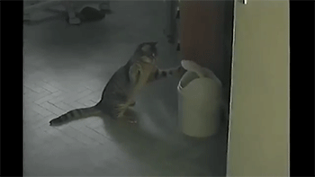 Everybody Was Kung Fu Fighting! GIF - Cat Trashcan Punch ...