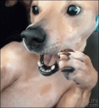 When You Hear Hot Gossip GIF - Dog Gossip New GIFs