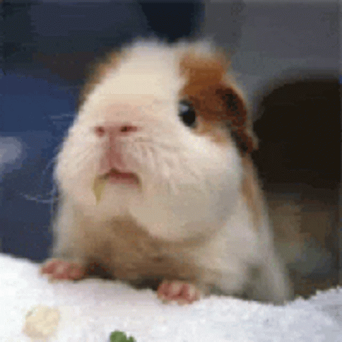 Guinea Pig Chewing GIF - GuineaPig 