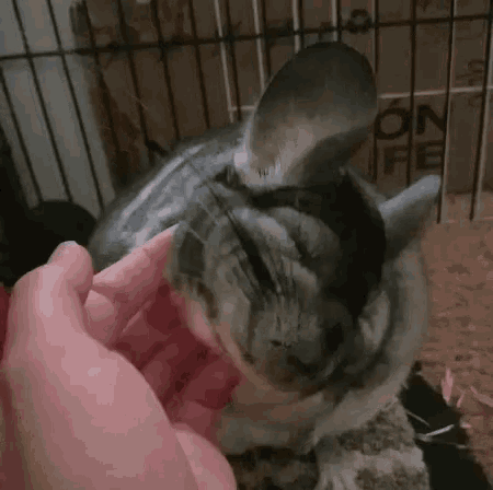 chinchilla nice gif chinchilla nice pet discover share gifs