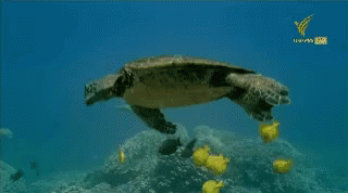 seaturtle nemo gif seaturtle nemo gif