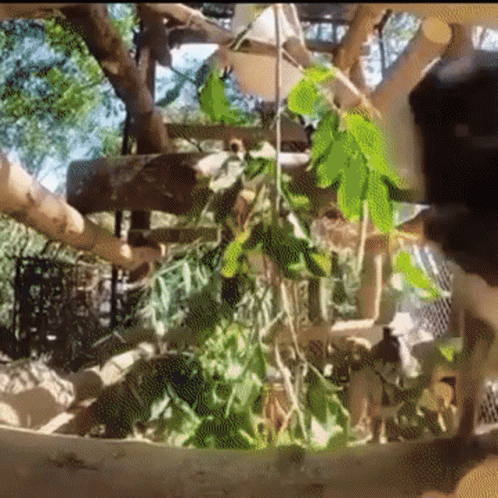 pic Monkey Kiss Camera tenor