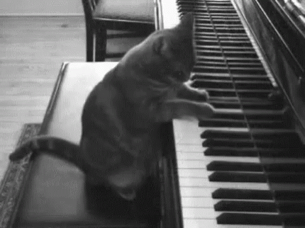 Cat Piano GIF - Cat Piano Cant - Discover &amp; Share GIFs