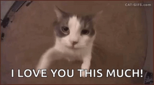 I Love You This Much Cat GIFs | Tenor