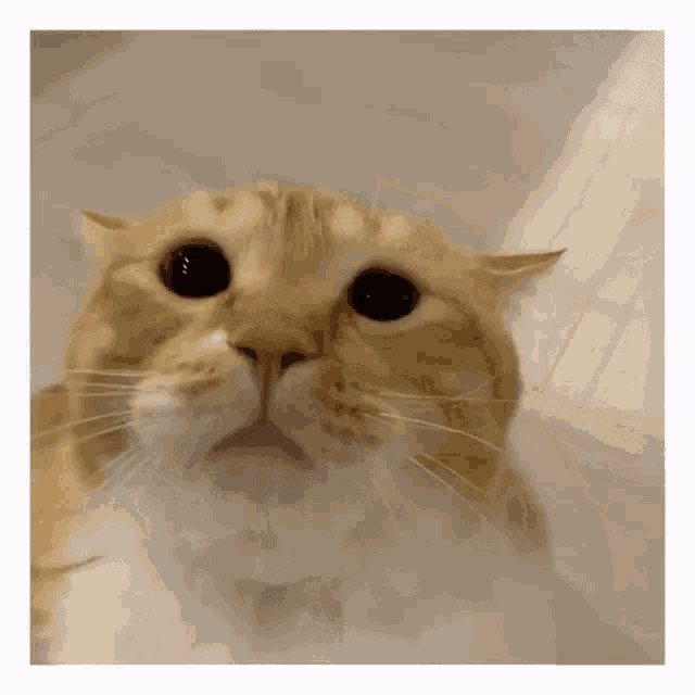 Gupitaro Cat GIF - Gupitaro Cat Meow - Discover & Share GIFs