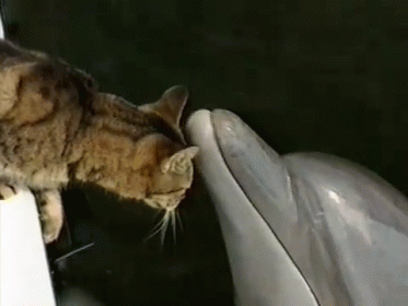 Come Here And Kiss Me GIF - Animals Cat Dolphin - Discover & Share GIFs