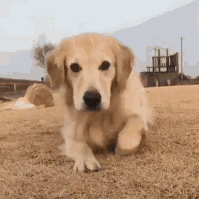 Smiling Dog GIF Smiling Dog Happy Discover & Share GIFs