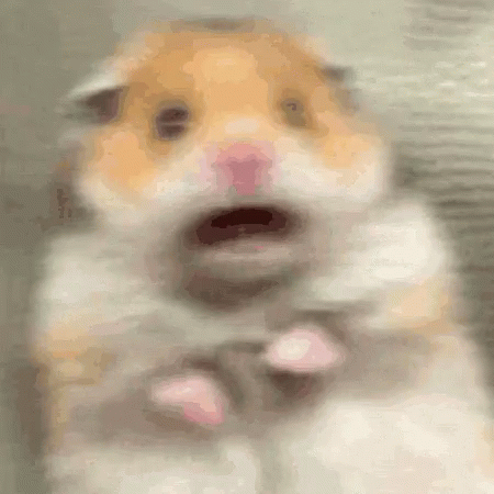 Hamster Shocked GIF - Hamster Shocked Afraid - Descubre & Comparte GIFs
