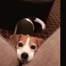 Dog Cute GIF - Dog Cute Couch GIFs
